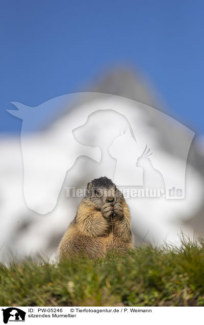 sitzendes Murmeltier / sitting Marmot / PW-05246
