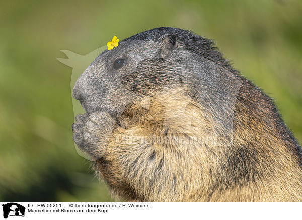 Murmeltier mit Blume auf dem Kopf / PW-05251