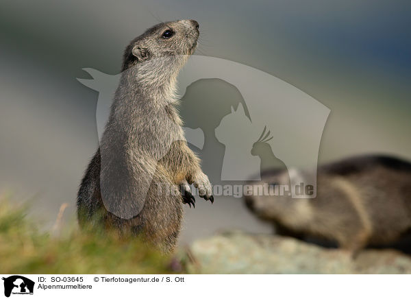 Alpenmurmeltiere / Alpine marmots / SO-03645