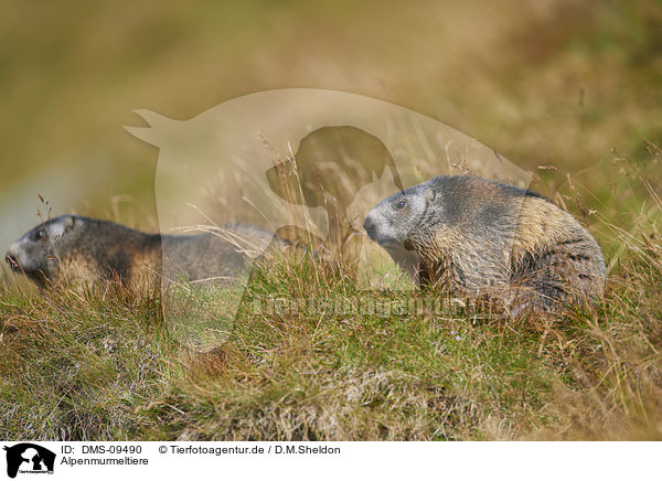 Alpenmurmeltiere / Alpine marmots / DMS-09490