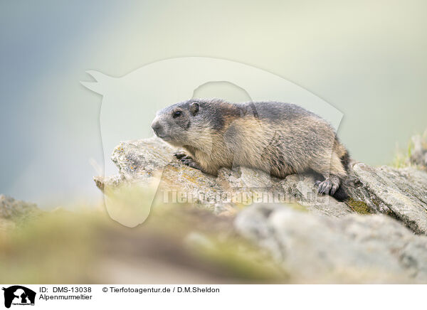Alpenmurmeltier / alpine marmot / DMS-13038
