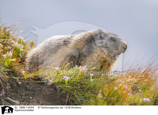 Alpenmurmeltier / alpine marmot / DMS-13049