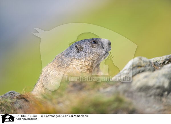 Alpenmurmeltier / alpine marmot / DMS-13053