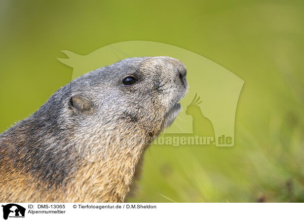 Alpenmurmeltier / alpine marmot / DMS-13065
