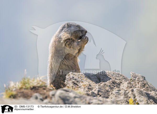 Alpenmurmeltier / alpine marmot / DMS-13173