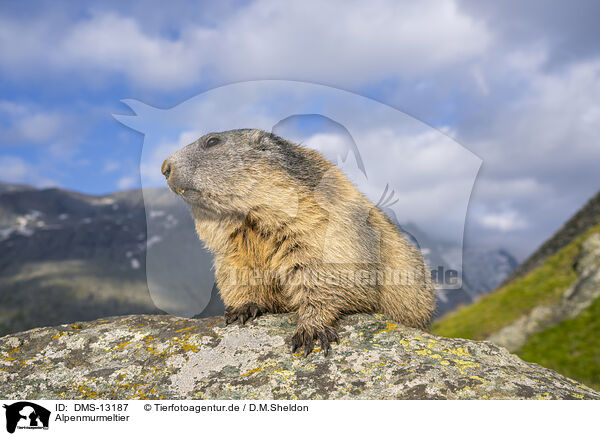 Alpenmurmeltier / alpine marmot / DMS-13187