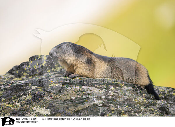 Alpenmurmeltier / alpine marmot / DMS-13191