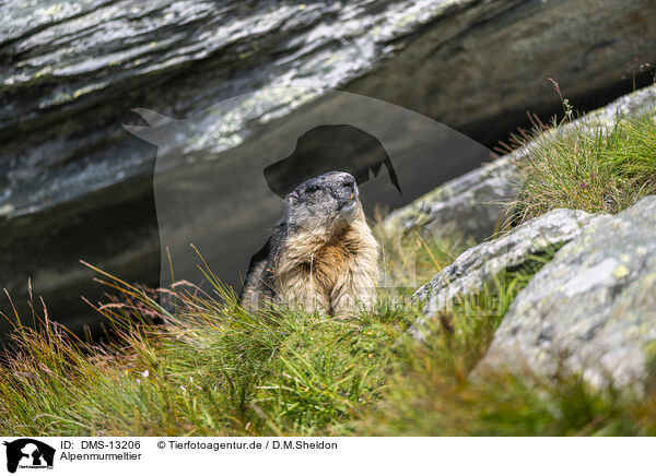 Alpenmurmeltier / alpine marmot / DMS-13206