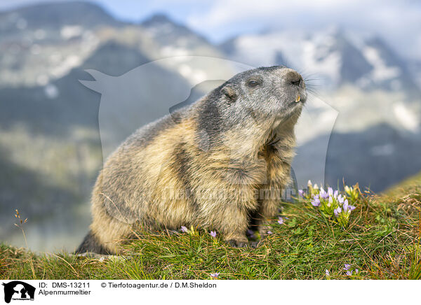 Alpenmurmeltier / alpine marmot / DMS-13211