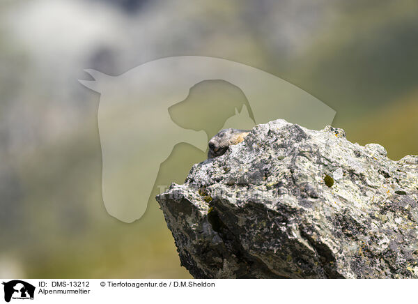 Alpenmurmeltier / alpine marmot / DMS-13212