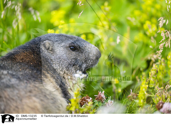Alpenmurmeltier / alpine marmot / DMS-13235
