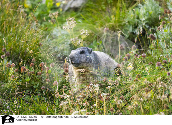 Alpenmurmeltier / alpine marmot / DMS-13255