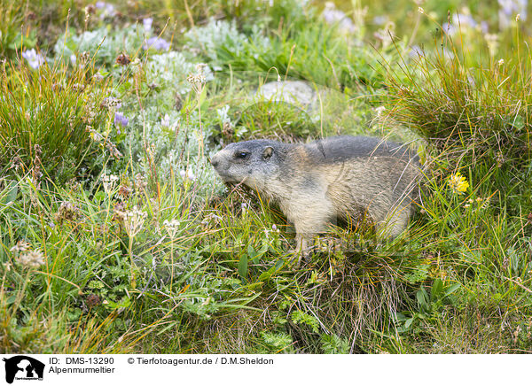 Alpenmurmeltier / DMS-13290