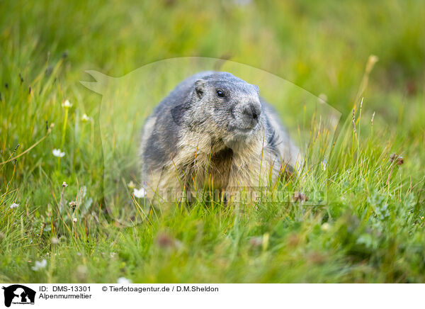Alpenmurmeltier / alpine marmot / DMS-13301