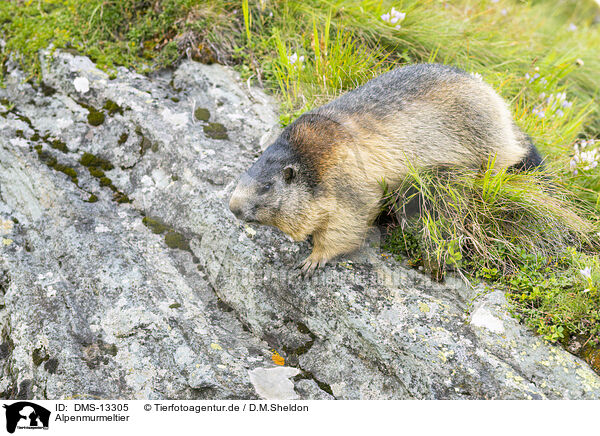 Alpenmurmeltier / alpine marmot / DMS-13305