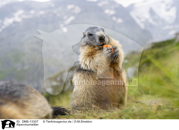 Alpenmurmeltier / alpine marmot / DMS-13307