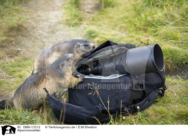 Alpenmurmeltier / alpine marmot / DMS-13312