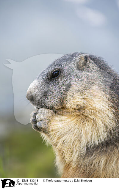 Alpenmurmeltier / alpine marmot / DMS-13318
