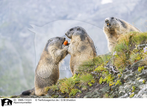 Alpenmurmeltier / alpine marmot / DMS-13323