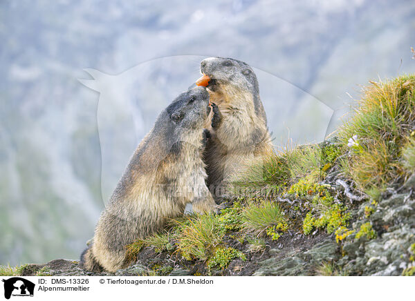 Alpenmurmeltier / alpine marmot / DMS-13326