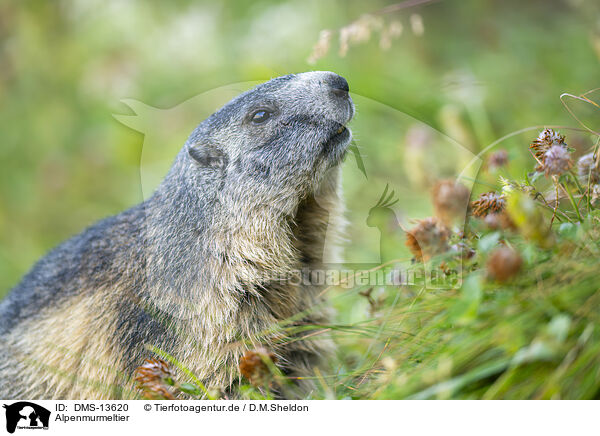 Alpenmurmeltier / alpine marmot / DMS-13620