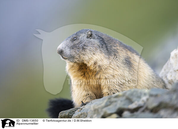 Alpenmurmeltier / alpine marmot / DMS-13650