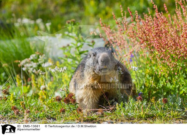 Alpenmurmeltier / DMS-13681