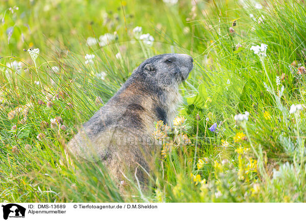 Alpenmurmeltier / DMS-13689