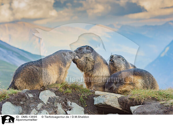 Alpenmurmeltier / alpine marmot / DMS-13695