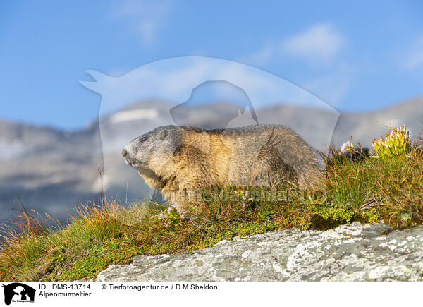 Alpenmurmeltier / alpine marmot / DMS-13714