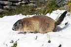 Alpenmurmeltier