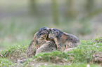 Alpenmurmeltiere