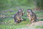 Alpenmurmeltiere