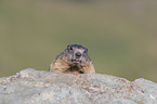 Murmeltier Portrait
