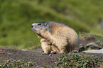 sitzendes Murmeltier