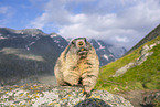 Alpenmurmeltier