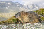 Alpenmurmeltier