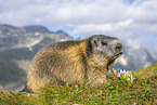 Alpenmurmeltier