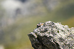 Alpenmurmeltier