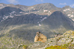 Alpenmurmeltier