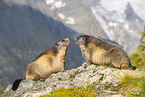 Alpenmurmeltier