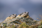 Alpenmurmeltier