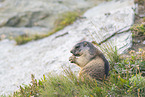 Alpenmurmeltier