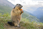 Alpenmurmeltier