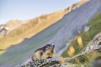 Alpenmurmeltier