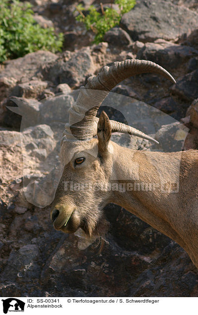 Alpensteinbock / alpine ibex / SS-00341