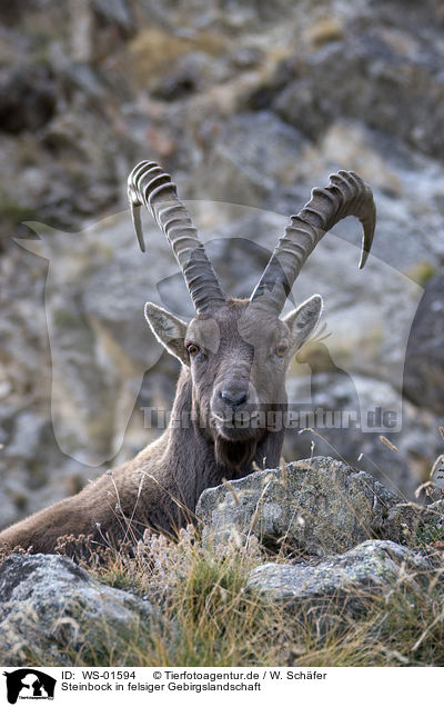 Steinbock in felsiger Gebirgslandschaft / ibex / WS-01594