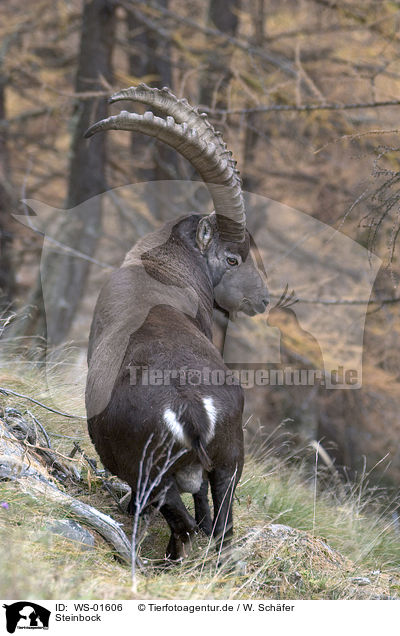 Steinbock / ibex / WS-01606