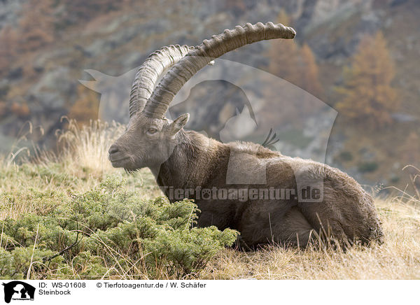 Steinbock / ibex / WS-01608