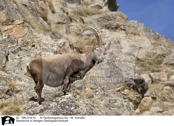 Steinbock in felsiger Gebirgslandschaft / ibex / WS-01610